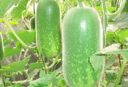 热门大瓜热心的朝阳爆料,朝阳爆料，明星隐私再掀波澜